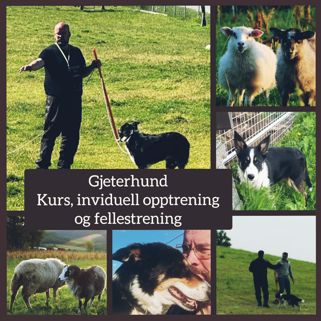 Gjeterhund. Vi tilbyr kurs, inviduell opplæring, opptrening av hund og fellestreninger.